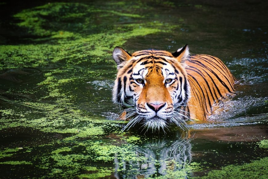 47 Tigers Die In Vietnam Zoos Due To H5N1 Bird Flu Virus: Report