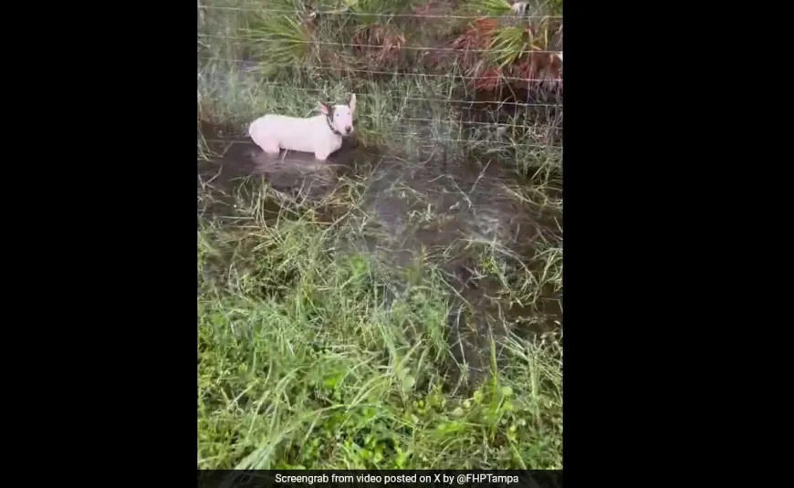 Watch: Dog, Left Tied To Fence Amid Hurricane Milton, Rescued By Cops