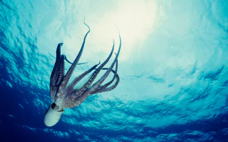 What Scientists Know About Consciousness In Octopuses, Which Have 9 Brains