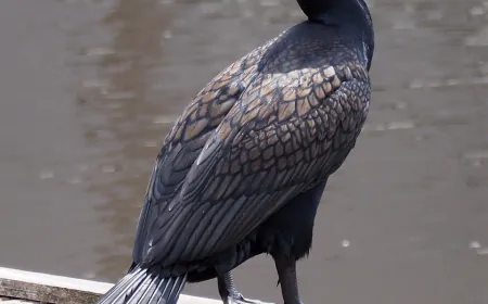 Bird Poop May Help Stop The Next Flu Pandemic. Here's How