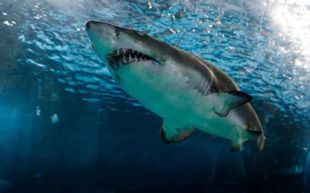 Man, Fishing With Family In Great Barrier Reef, Killed In Shark Attack