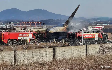 Bird Activity Alert To 'Mayday' Call: Final Moments Before South Korea Crash