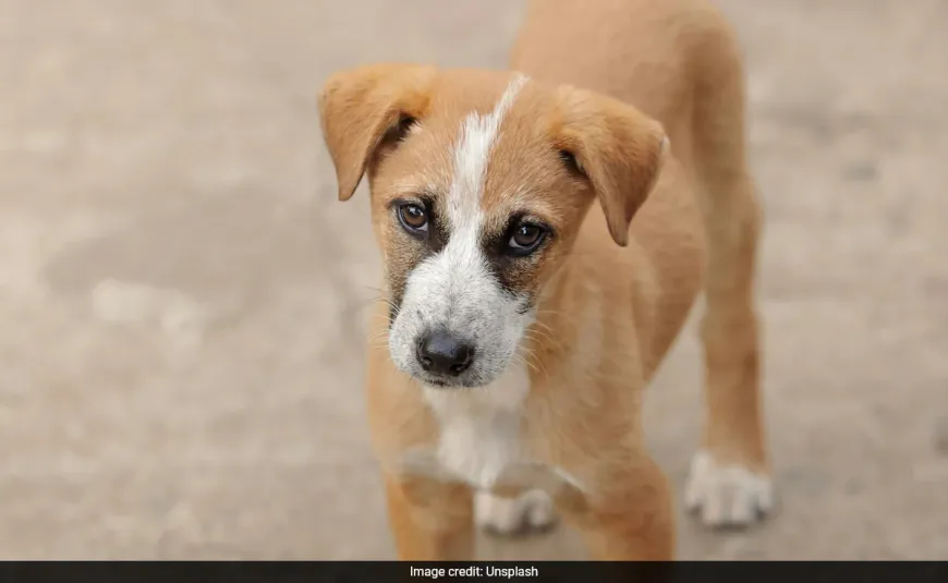 These Street Dogs in Brazil Became A National Symbol. Here's Why