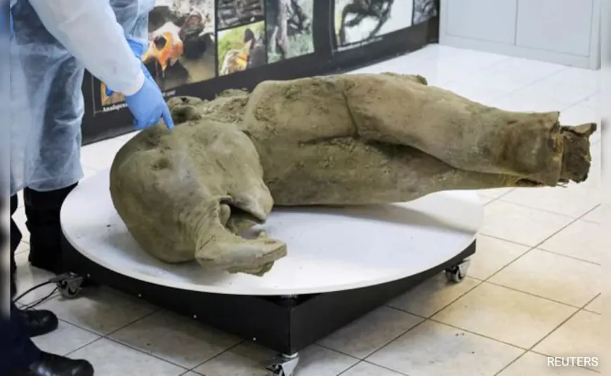 Young Mammoth's Over 50,000-Year-Old Remains Found Nearly Intact In Siberia