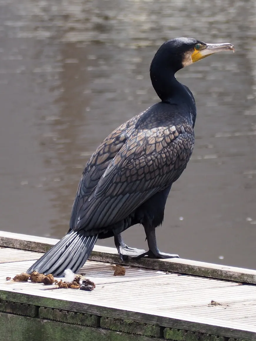 Bird Poop May Help Stop The Next Flu Pandemic. Here's How