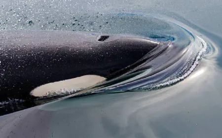 Tahlequah, The Grieving Orca, Loses Another Calf, Carries Dead Body Around