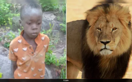 How An 8-Year-Old Boy Survived For 5 Days In Zimbabwe's Lion-Filled Reserve