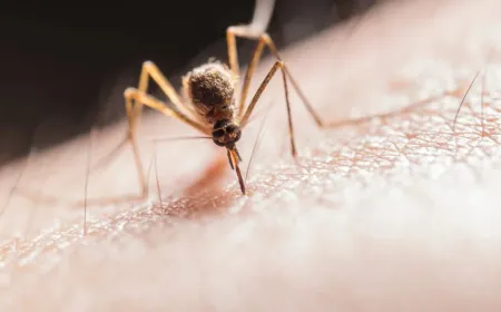 How Do Mosquito Repellents Work? Chemistry Expert Explains