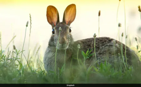 'Rabbit Fever', A Rare Disease, On The Rise In US