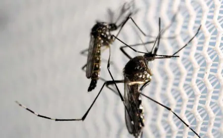 Scientists Want To Breed Mosquitoes With "Toxic" Semen. This Is Why