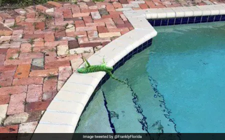 Why Green Iguanas May Drop From Trees In Florida's Cold Weather