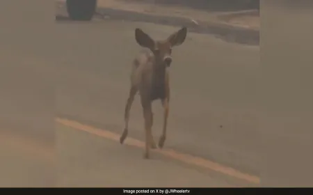 On Camera, Baby Deer Wanders Through Smoke In California Wildfires