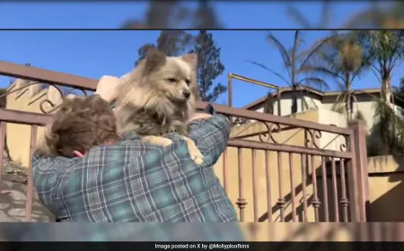 "You Are Alive": US Man's Tearful Reunion With Dog After Devastating Fire