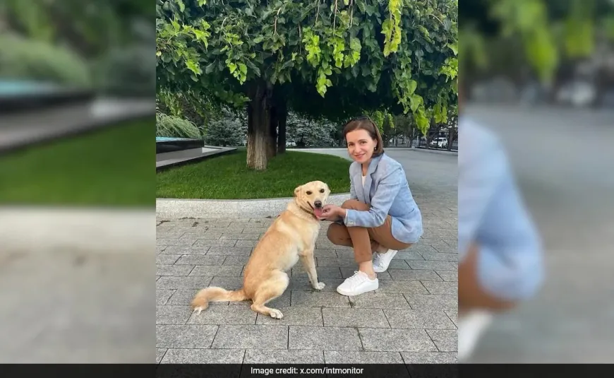 Moldova's 'First Dog' Goes Missing On New Year's Eve, Found A Day Later