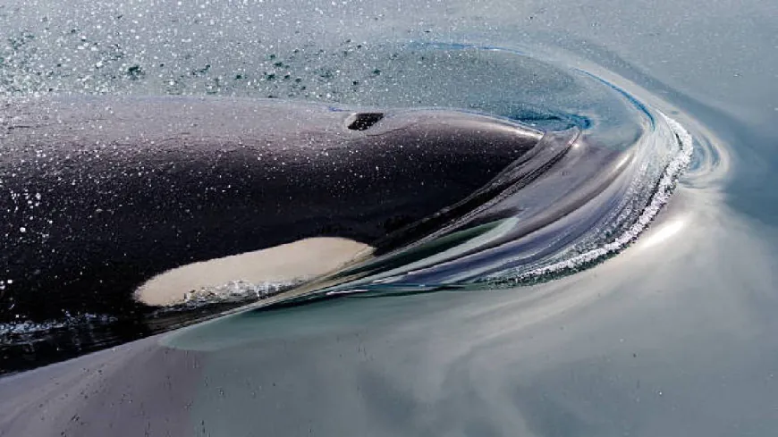 Tahlequah, The Grieving Orca, Loses Another Calf, Carries Dead Body Around