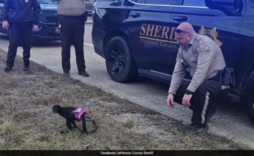 "Bananas": Sheriff Office Describes Capture Of Escaped Tutu-Wearing Monkey