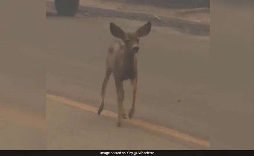 On Camera, Baby Deer Wanders Through Smoke In California Wildfires