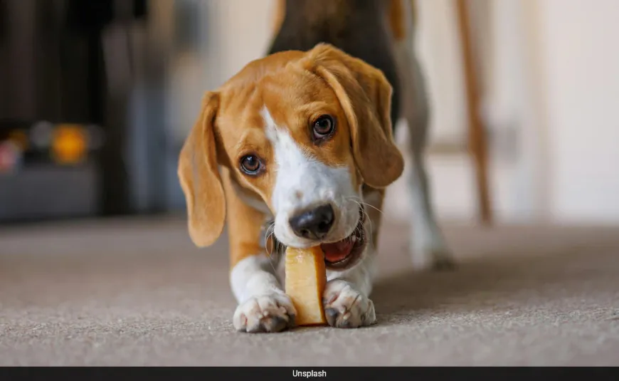 Made-In-China Dog Chews Linked To Werewolf Syndrome In UK, Vets Warn Owners