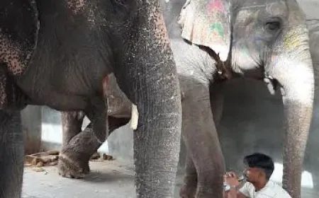 Responsible Human Behaviour Needed to Protect Animals, says World Animal Protection on World Environment Day