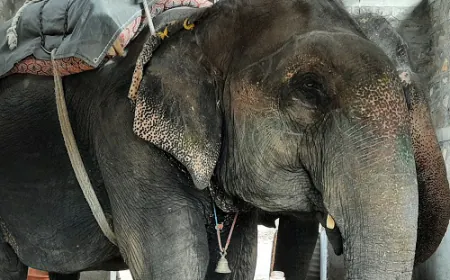 Begin the Process of Retiring Elephants in Jaipur, says World Animal Protection on the Occasion of World Elephant Day