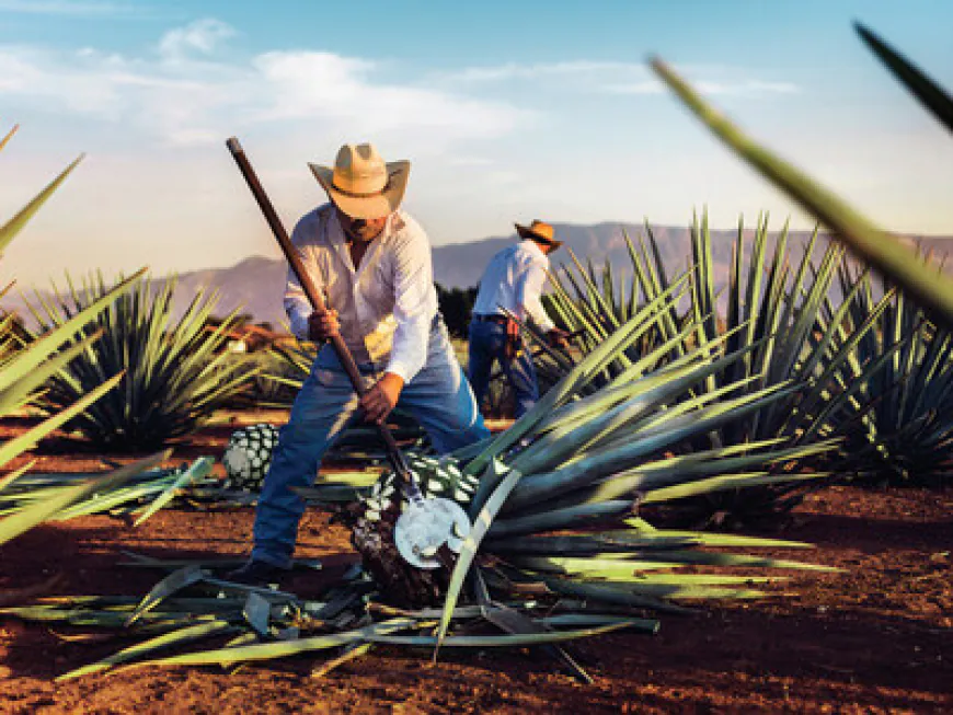 Talking Tequila Understanding how 100% agave blanco tequilas are made