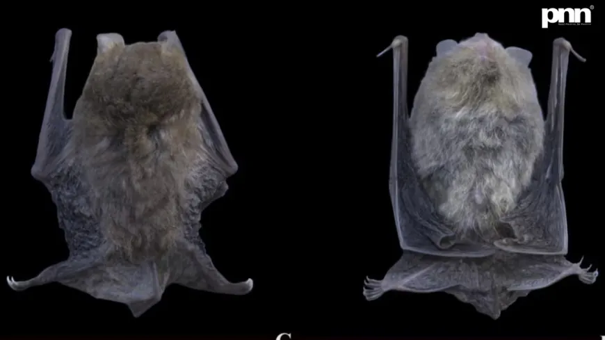 Discovery of Titania’s Woolly Bat (Kerivoula titania – 2026)
