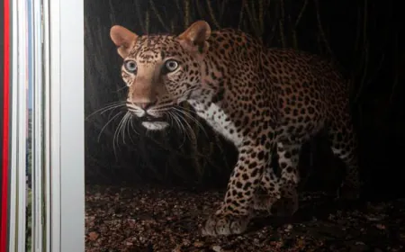 Ghosts of the Granite Hills: A Visual Journey Through Jawai’s Wildlife Ecosystem